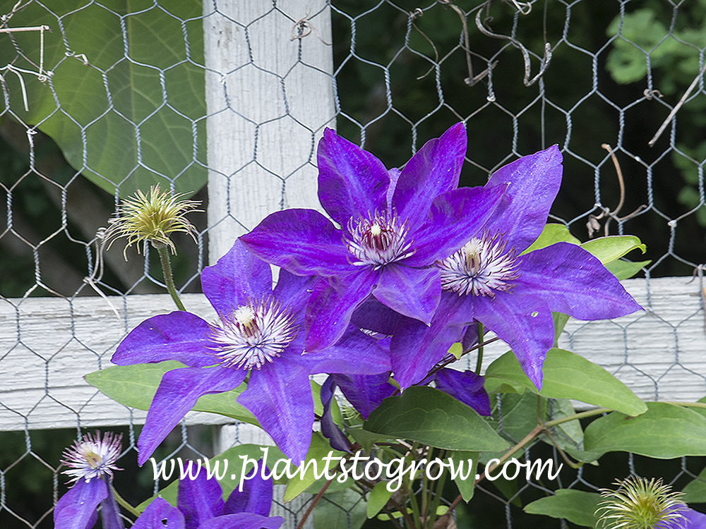 Clematis the President 
growing on a chicken wire support structure